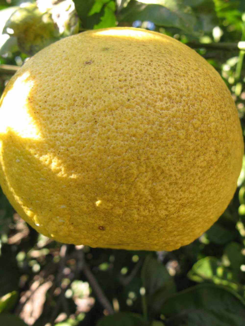              Fruit (Winter Haven, FL)       